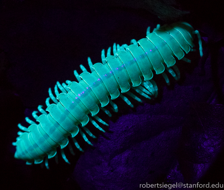 millipede